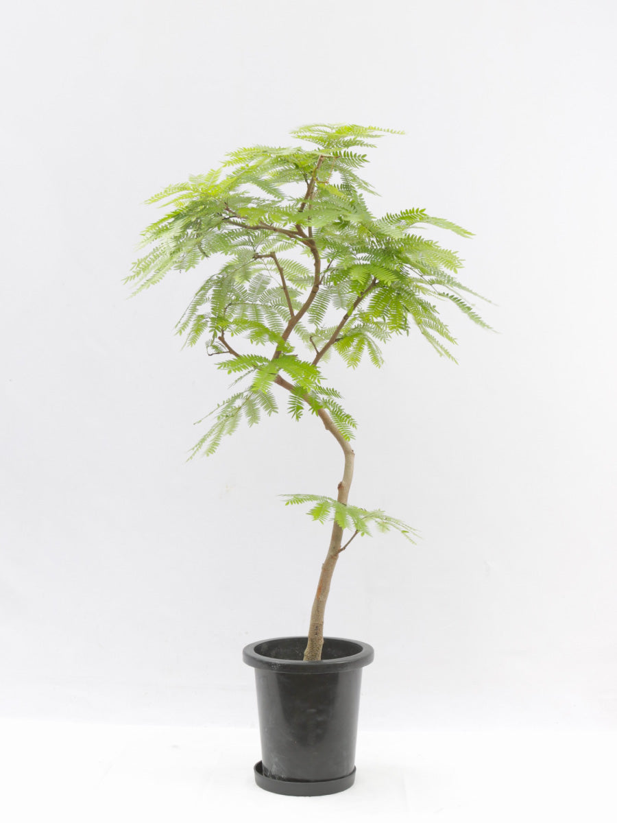 エバーフレッシュ S-shaped tree form8号140cm エバーフレッシュ