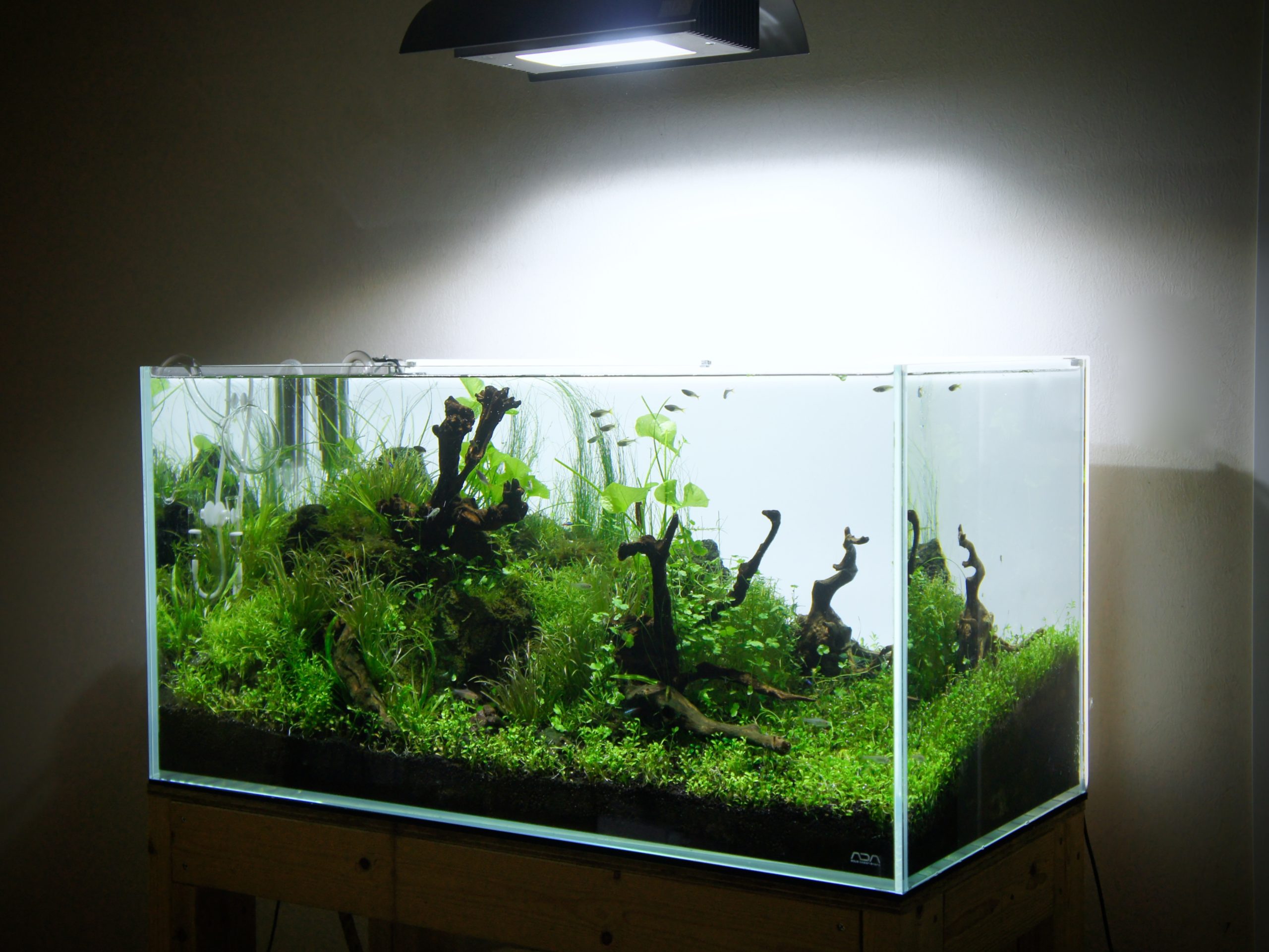 雲山石と睡蓮で新緑をイメージした90cm水草レイアウト水槽！ - The