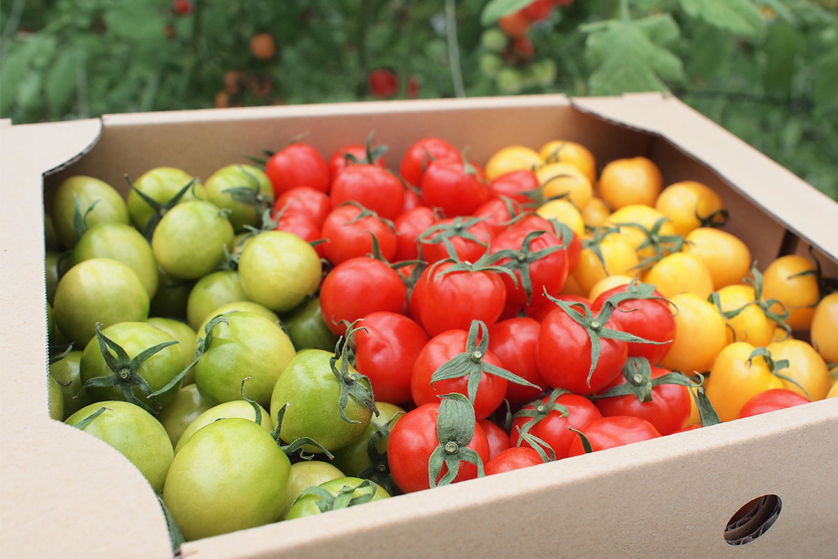 糸島産プチぷよミニトマト 1kg×1箱 （送料無料） – kawazoefarm