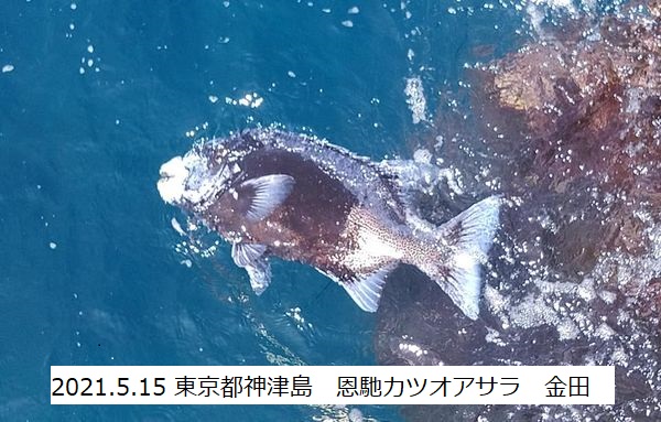 伊豆半島を中心に活動する石鯛釣りクラブ