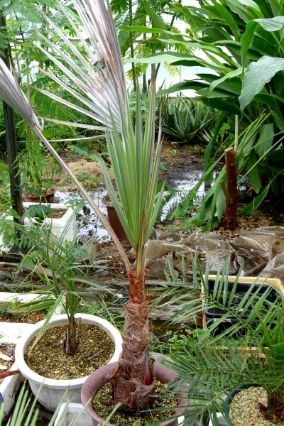 地植えから鉢上げしたブラヘア・アルマータのその後。 | コタブロ日記