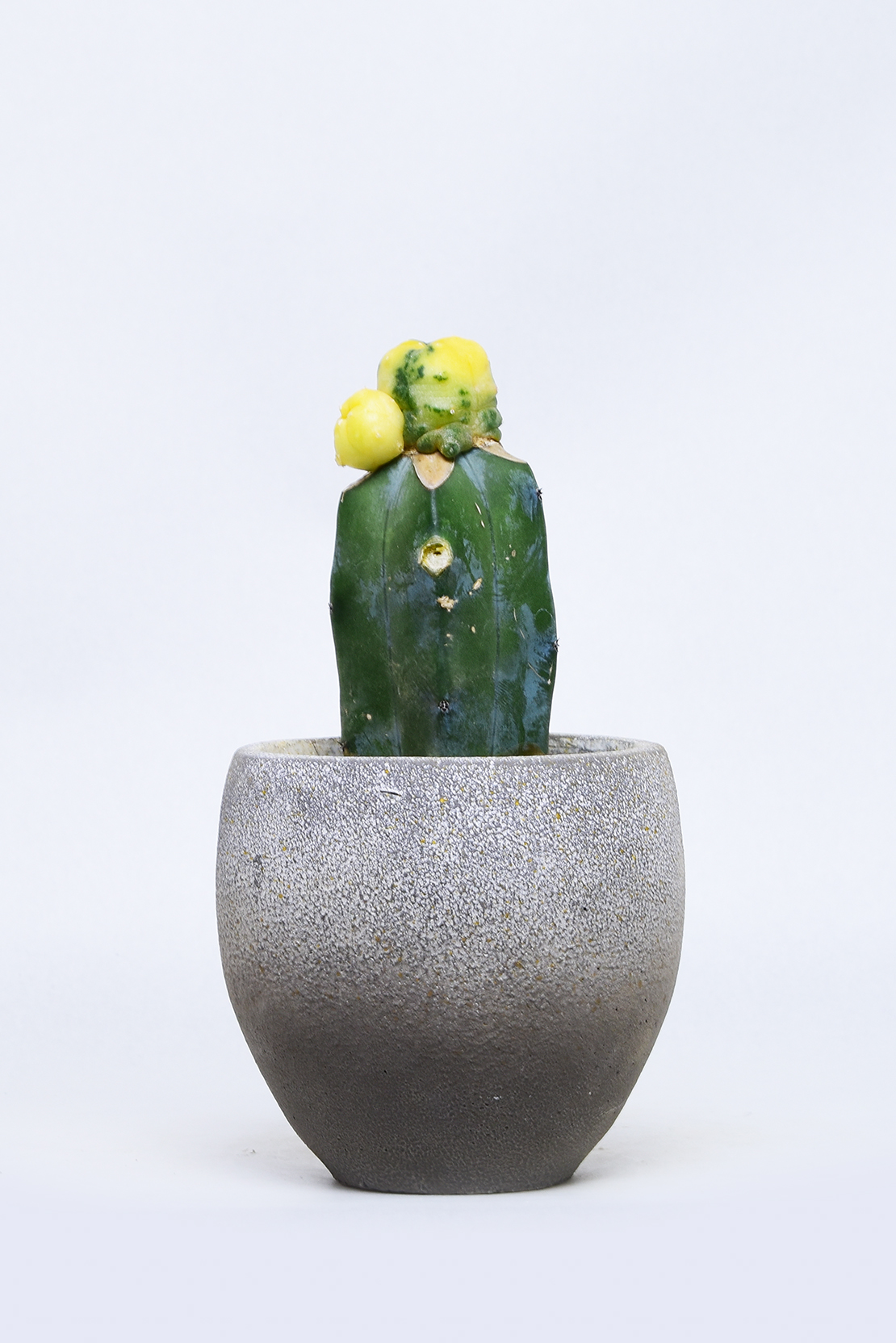 ロホホラ 銀冠玉錦 | 叢 – くさむら – Qusamura