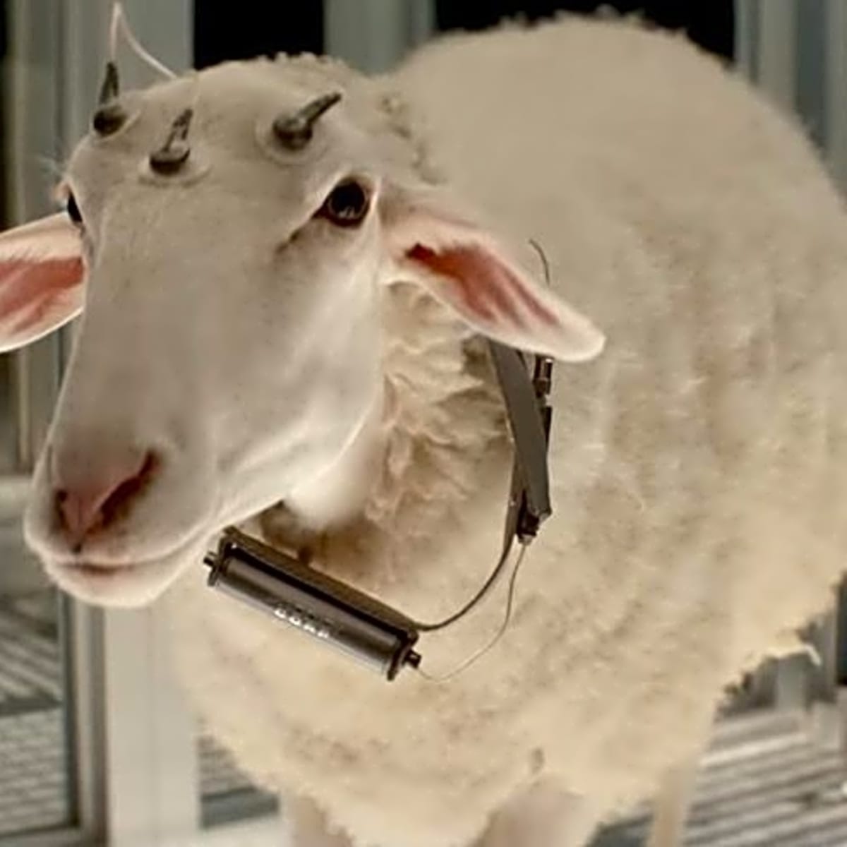 ALIEN: EARTH Introduces Its Most Terrifying Creature, and It's a