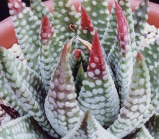 Haworthia Society of Japan - Society