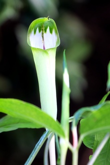 Inviting Arborvitae - Juniper Level Botanic Garden