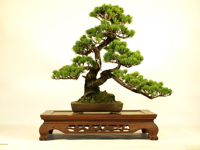 五葉松盆栽 双幹 No.a3-8 | 五葉松 専門盆栽園 松風園(しょうふうえん