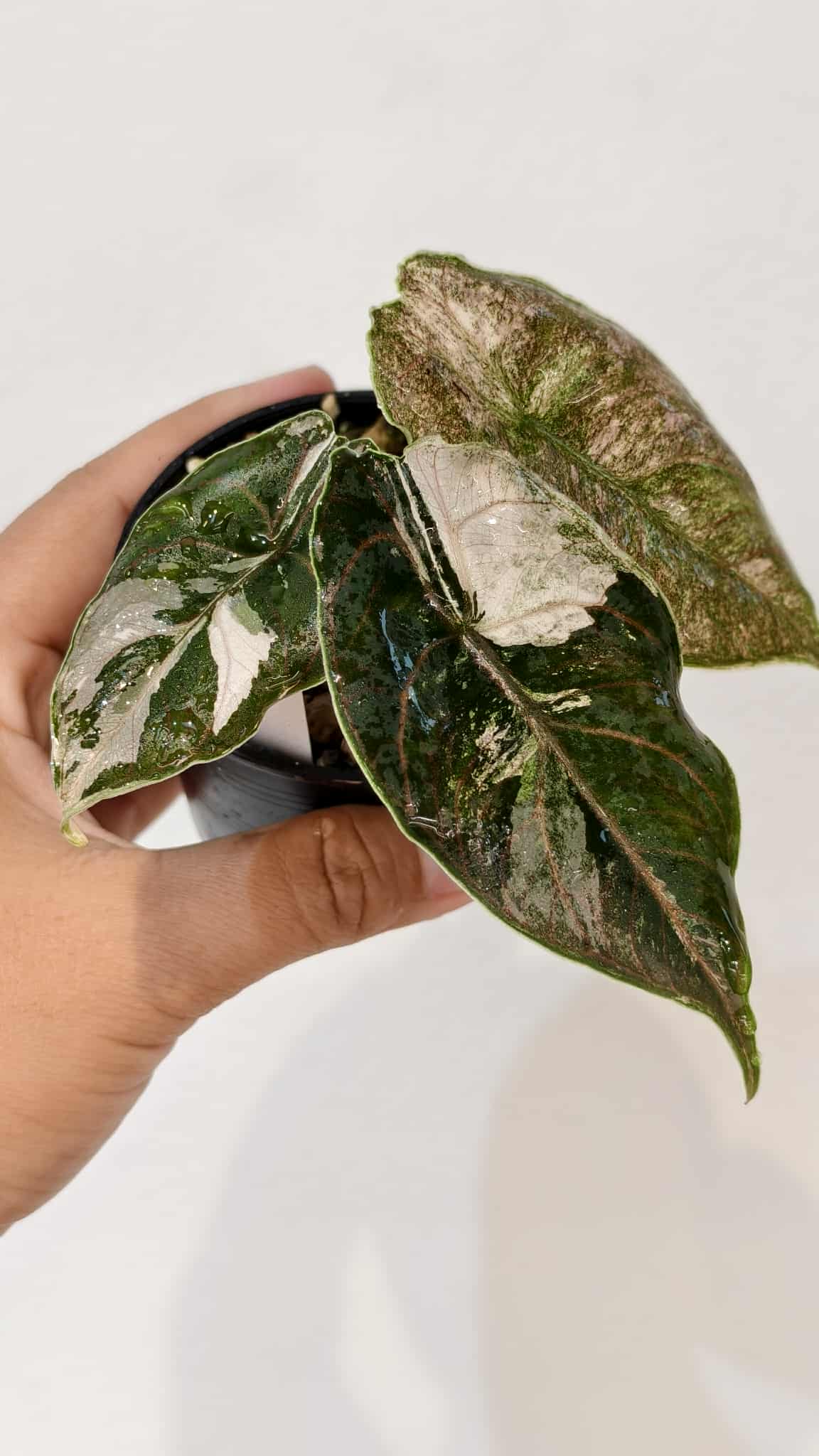 Alocasia Azlanii pink variegated (1 plant) – BanrakTonmai Garden