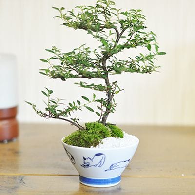 波佐見焼と盆栽 天皇梅｜盆栽妙 – 盆栽妙 本店