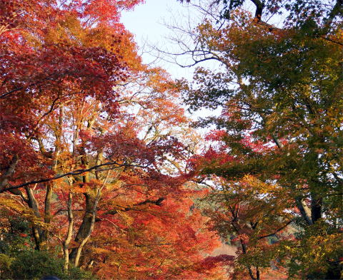 茶掛 一行書 開門多落葉 もんをあければ らくようおおし足立泰道
