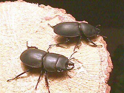 わたの木ハワイハネナシクワガタApterocyclus わたの木ハワイハネナシ