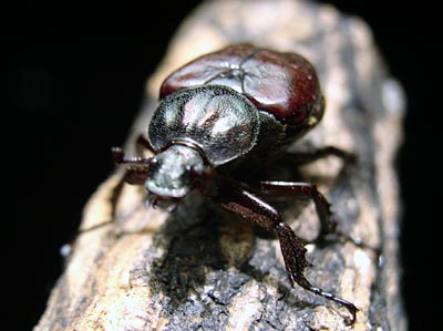 Japanese Flower Beetles-1 (日本産ハナムグリ)