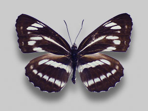 ミスジチョウ標本