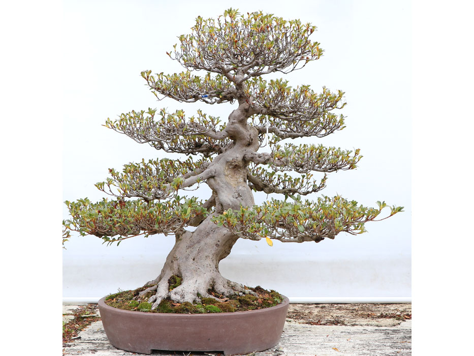 旭の光 あさひのひかり : ヤマカ園芸, 皐月販売