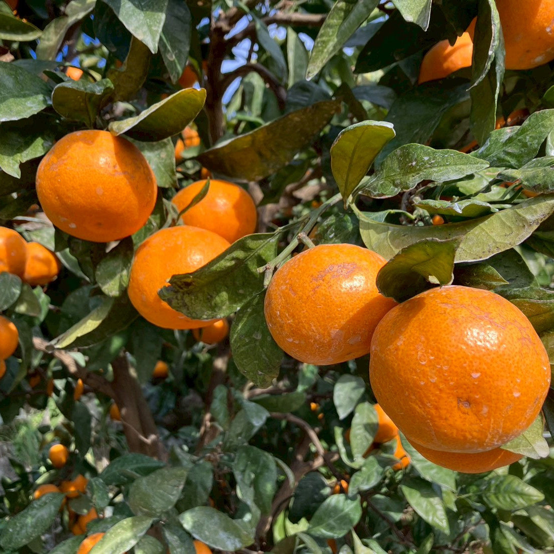 12月中旬～出荷開始】下津の中西園のみかん 5kg | 5STAR MARCHE