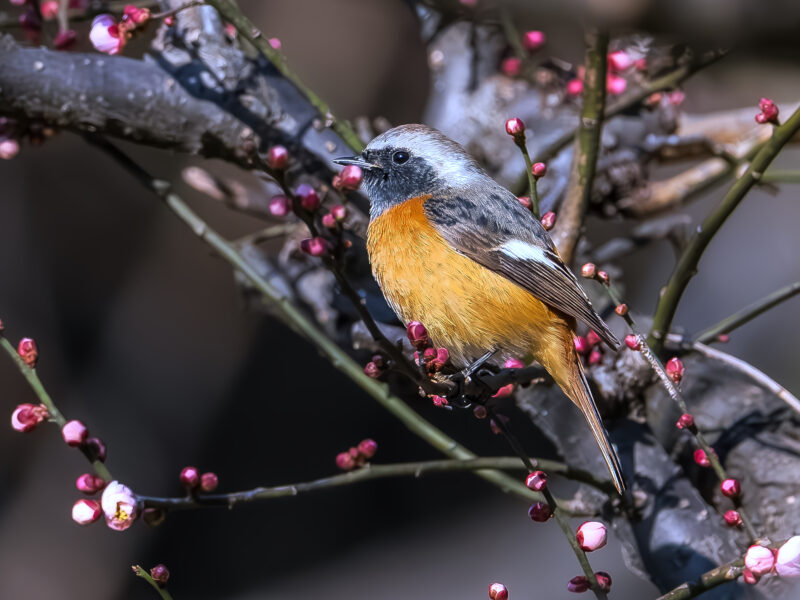 ジョウビタキ(Daurian Redatart) - 高野山彦