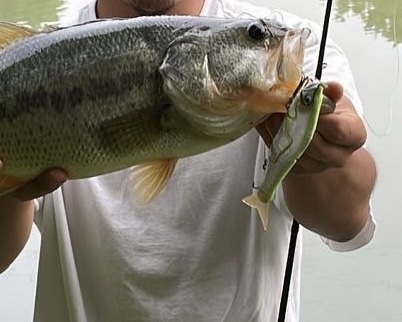 バス釣り】ビックベイトのおすすめ20選！新作や安いモデルも徹底解説