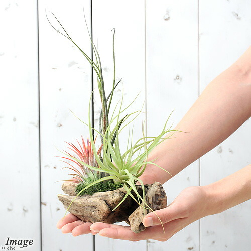 楽天市場】（観葉植物）エアープランツ 熊野舎利流木アレンジ 大（1個