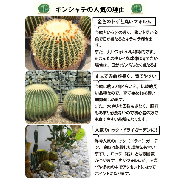 楽天市場】キンシャチ 金シャチ 金鯱 サボテン 8号 大苗 新築祝い 大型