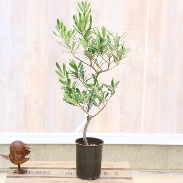 楽天市場】観葉植物 SOUJU（創樹）ブランド：オリーブの木*4号