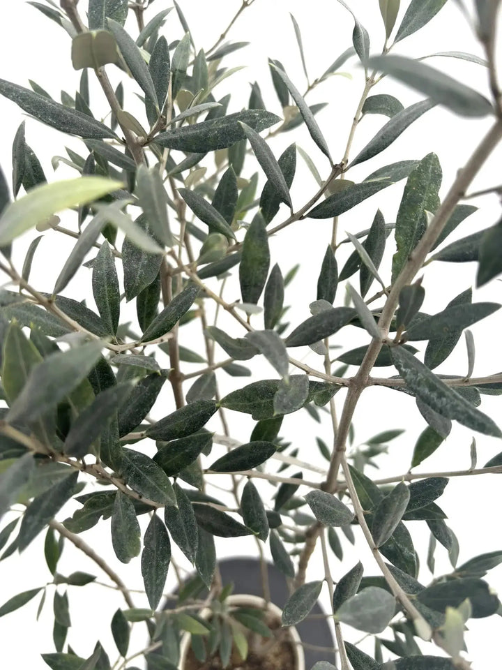 希少・銀葉】セントキャサリン（オリーブの木）〈直立型〉｜150cm｜S