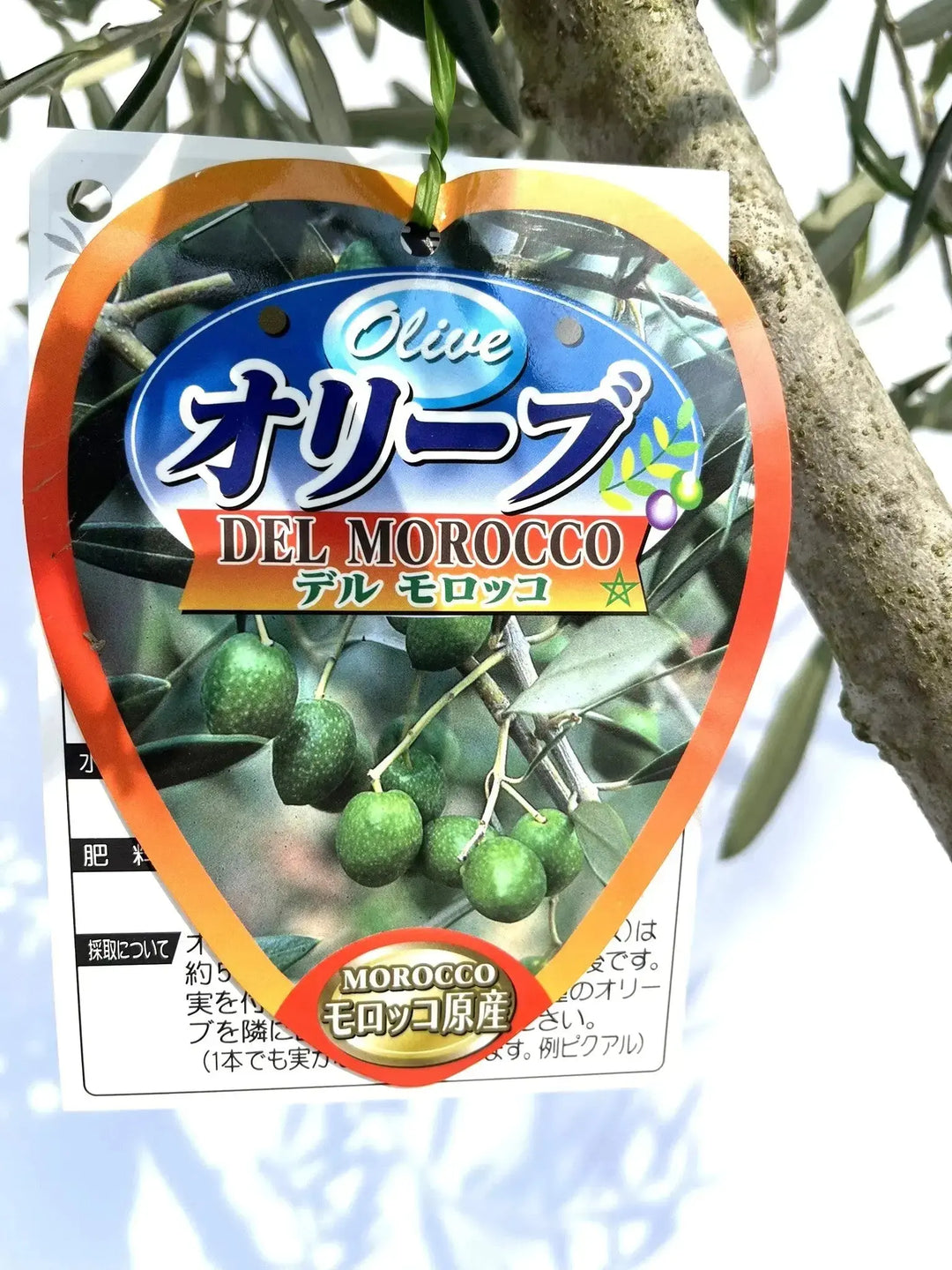 デルモロッコ Mサイズ 約130cm K-92 オリーブの木 希少品種 - 株式会社