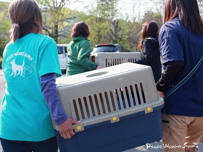 野犬と捨て犬。全国「殺処分ゼロ」への新たな一歩！ 2025/05/12 | 日本