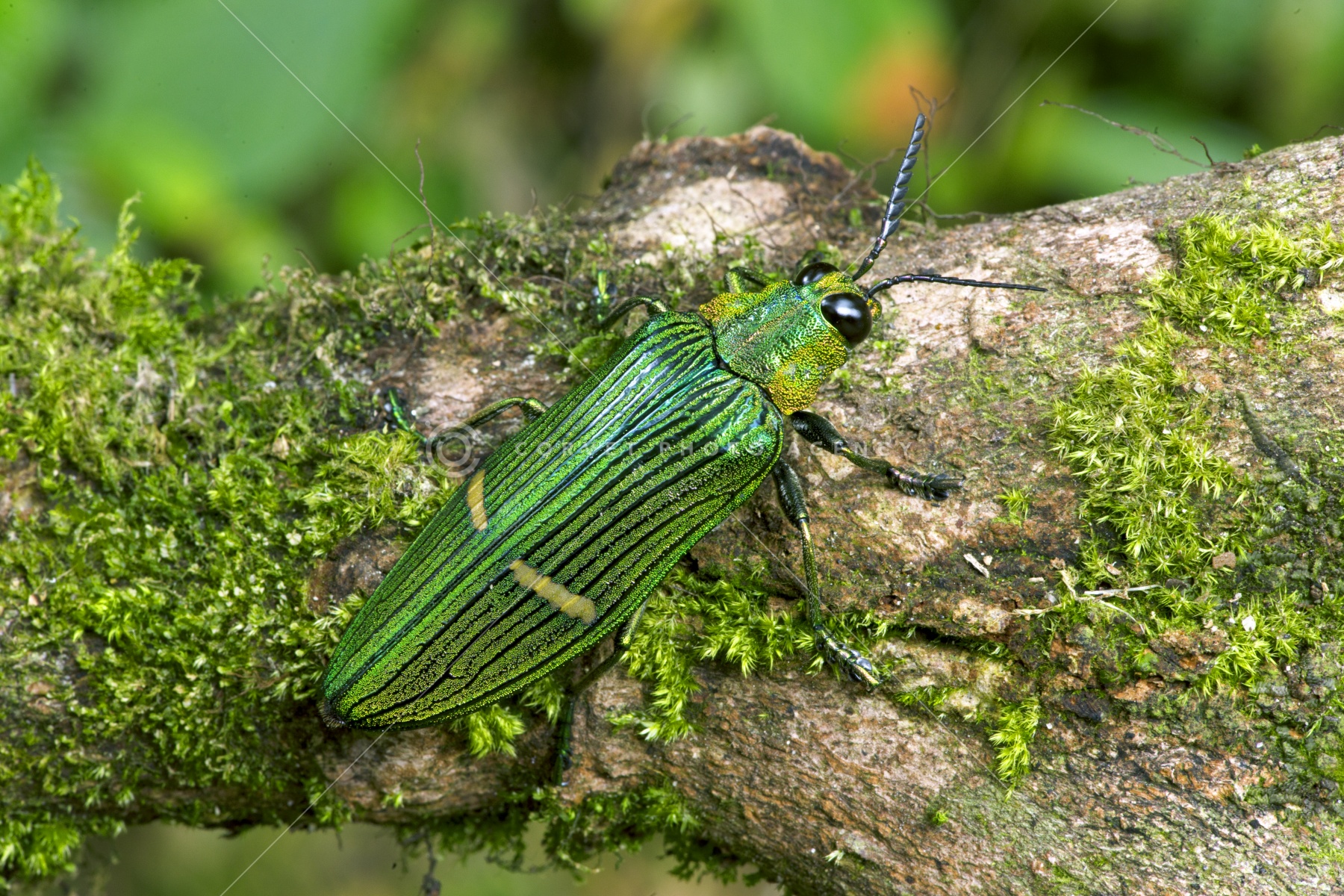 マレーシア産 最大種のタマムシ 74mm マレーシア産 最大種のタマムシ