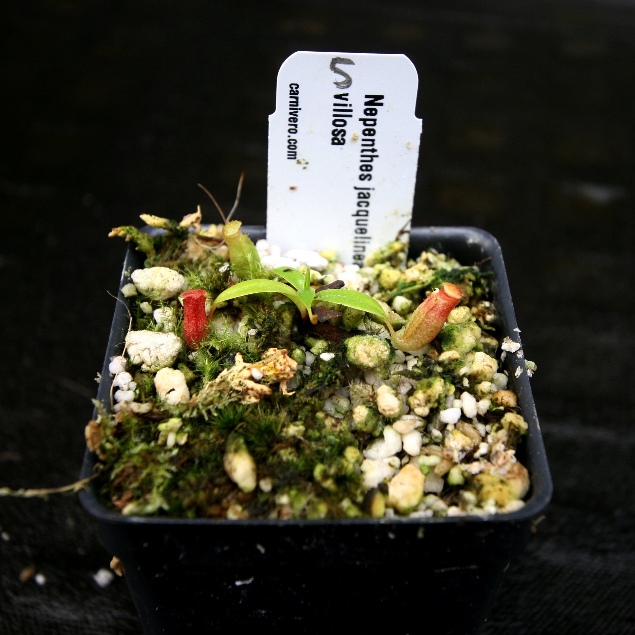 Nepenthes jacquelineae x villosa – Carnivero