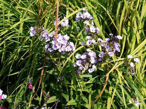 フロックス (Phlox paniculata)
