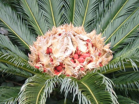ソテツ (Cycas revoluta)