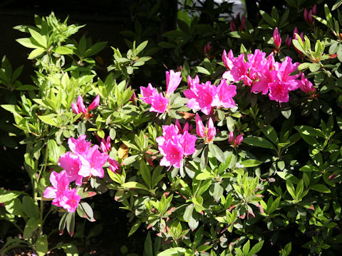 ツツジ (Rhododendron cv.)