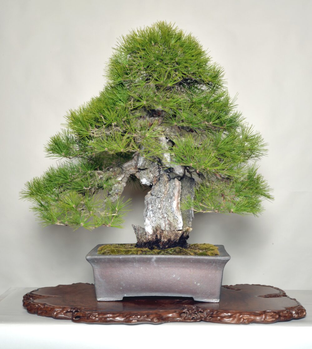 さいたま市大宮盆栽美術館