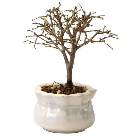 ケヤキ の盆栽を販売｜父の日プレゼントの盆栽妙 – 盆栽妙 本店