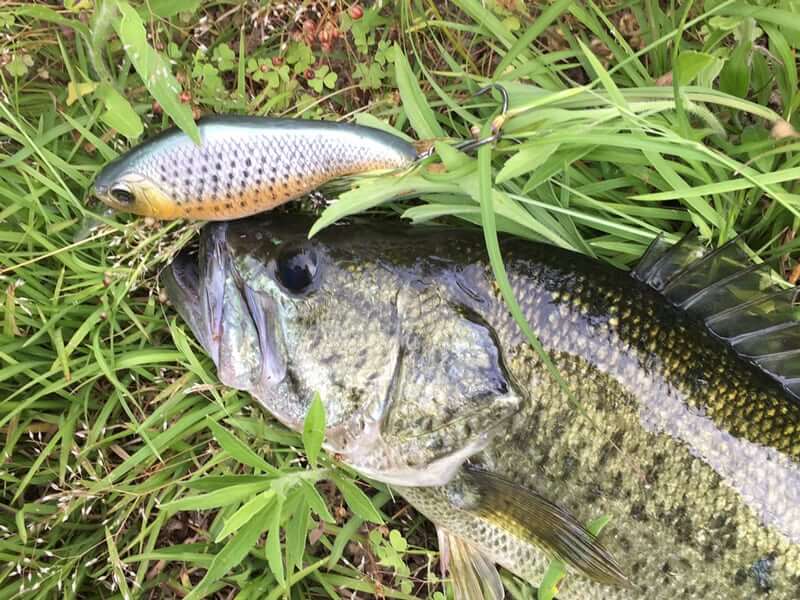 Voice From The Water | BORN FREE ONLINE SHOP