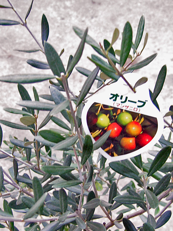 オリーブの木 品種の特徴・解説