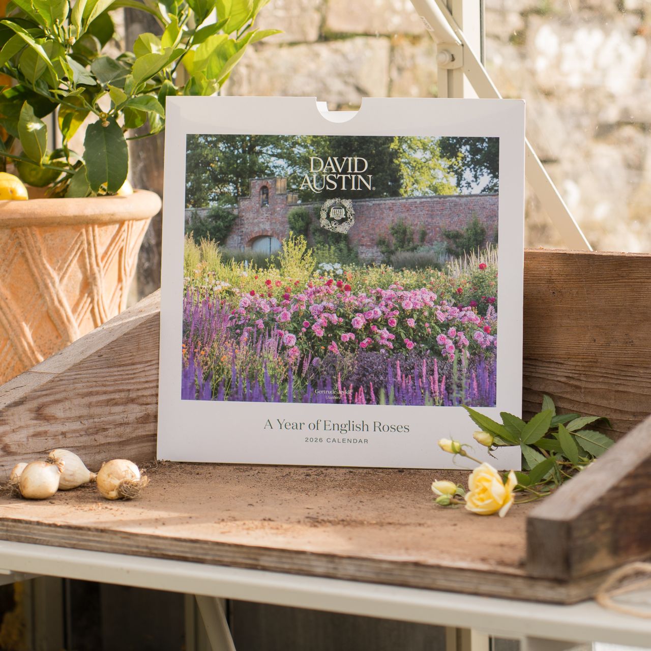 デビッド・オースチンイングリッシュローズクラブ 1年間 (SET A