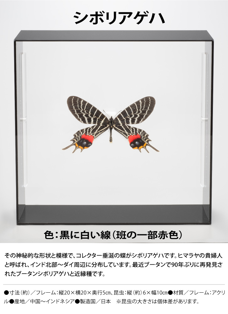 蝶の標本コレクション！シボリアゲハ - 三宝堂オンラインショップ