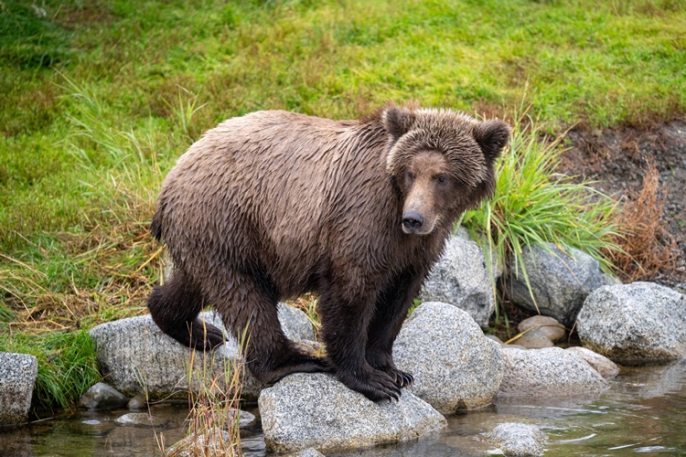 新商品】クマ撃退！ ベアスプレー｜【新商品】熊撃退！ ベアスプレー