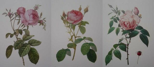 ルドゥテローズ（ルドゥーテの薔薇）＆オールドローズのボタニカルアート