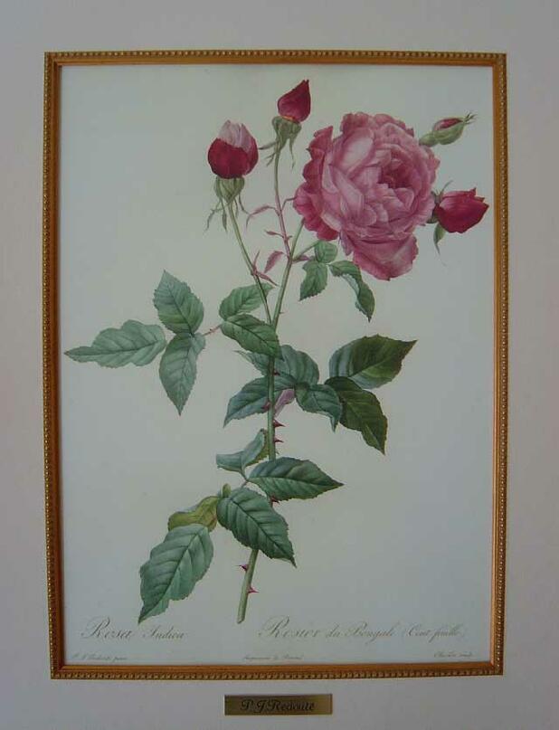 ルドゥーテの薔薇（ルドゥーテローズ）のボタニカルアート＆薔薇の額絵