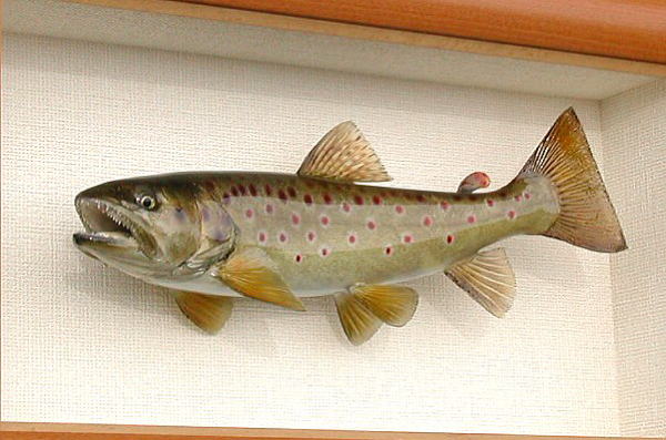 ブラウントラウト剥製【フィッシュクラフトマツモト】