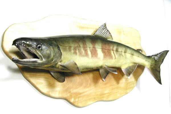 サケ剥製【魚類剥製工房フィッシュクラフトマツモト】