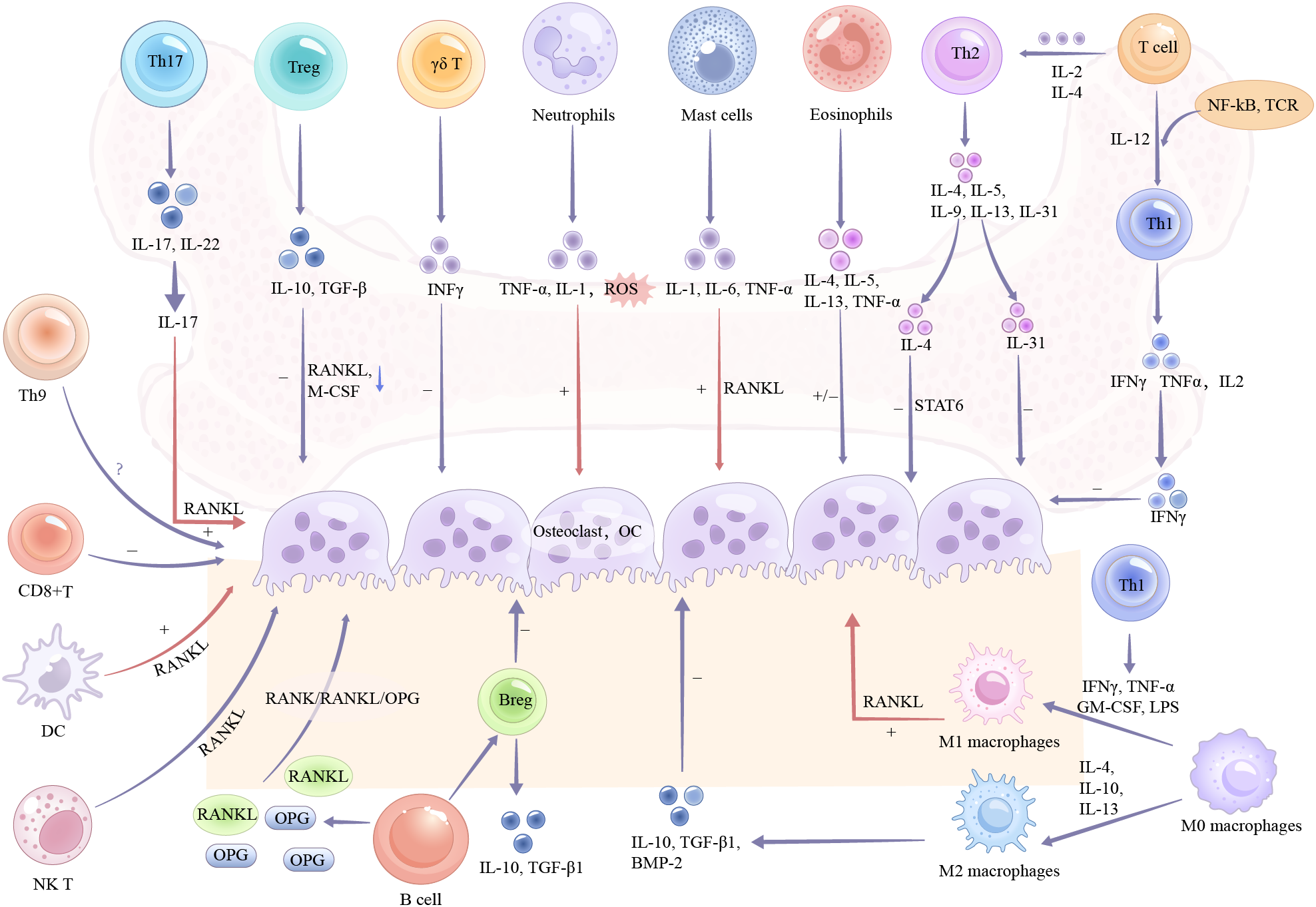 Frontiers | Functional roles of immune cells in osteoporosis