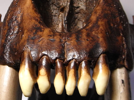 恐竜没後の百獣の王：サーベルタイガーのレプリカ（アンティーク