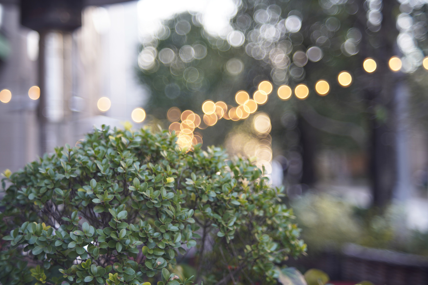 オールドレンズ】シャボン玉ボケを楽しむことができるお手軽レンズ