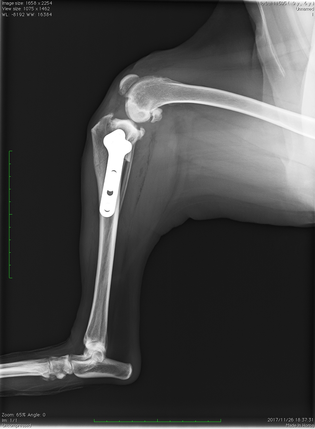 整形外科 | 専門診療 | 浜松どうぶつ医療センター