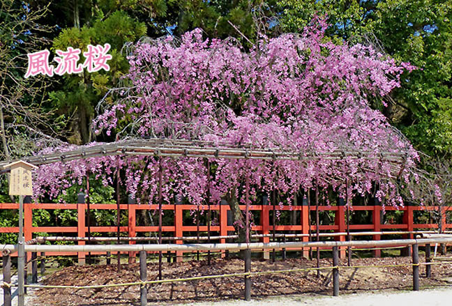 上賀茂神社の桜