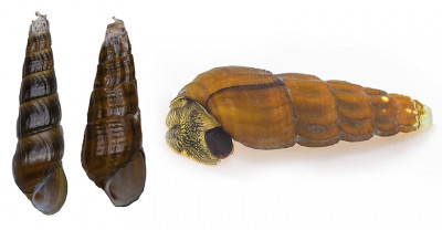 琵琶湖から現生カワニナの2新種を発見―140年にわたる分類の混乱を解決