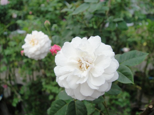 オールドローズつるバラ大苗 アルベリック バルビエ Herb&Rose バラ苗