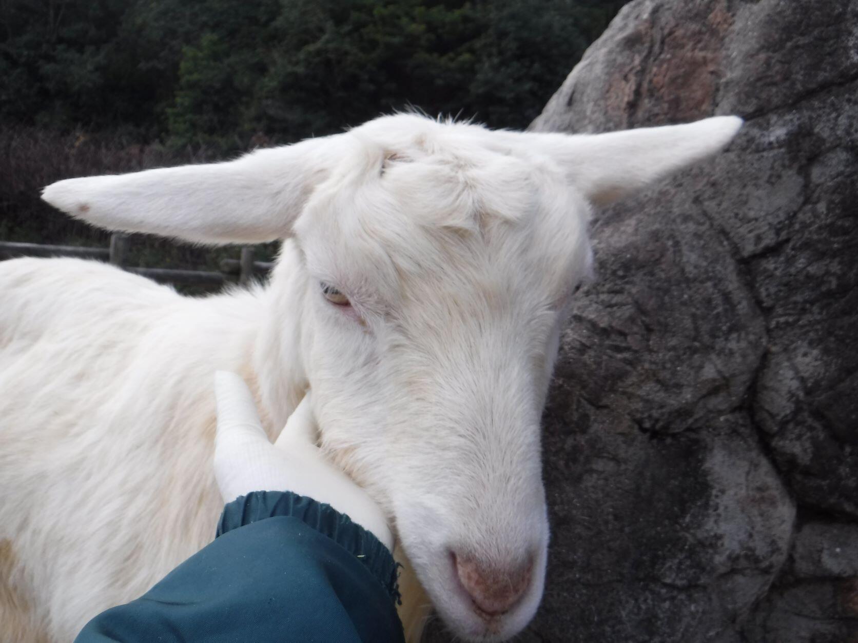 ヤギの日は｜動物たちのおはなし｜公園だより｜到津の森公園